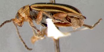 Media type: image;   Entomology 29037 Aspect: habitus lateral view